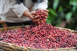 Starbucks Pike Place Medium Roast Koffiebonen - 4 Zakken à 450 Gram -Koffie Kunst 1200x798 9